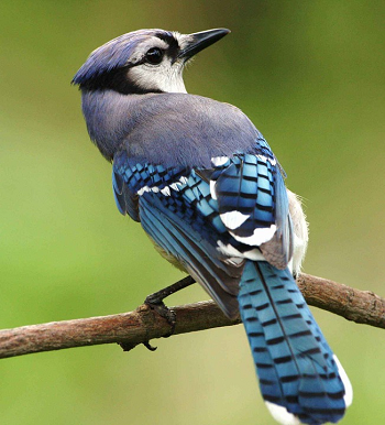 Blue Jay 