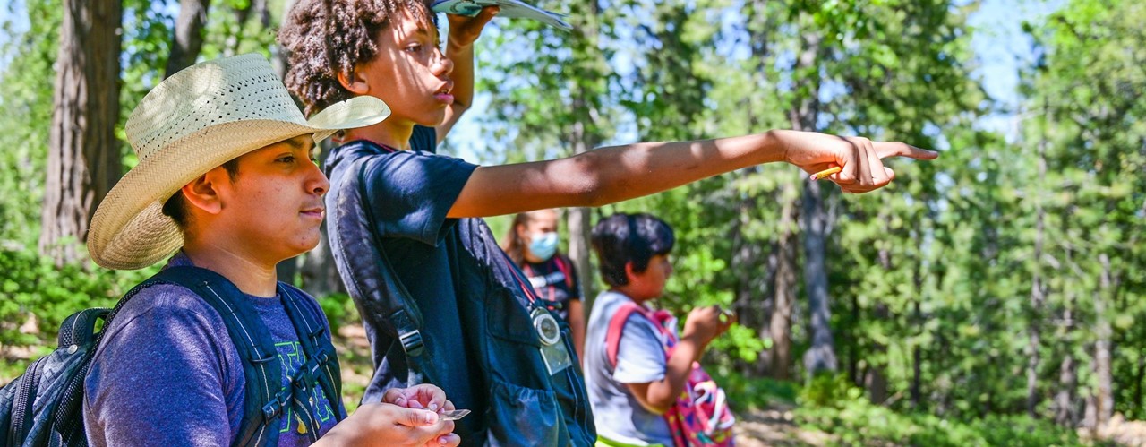 Students looking in the forest