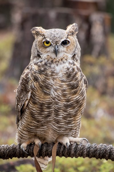 owl