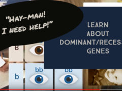 "Hay-man! I Need Help!" Researches Dominant/Recessive Genes