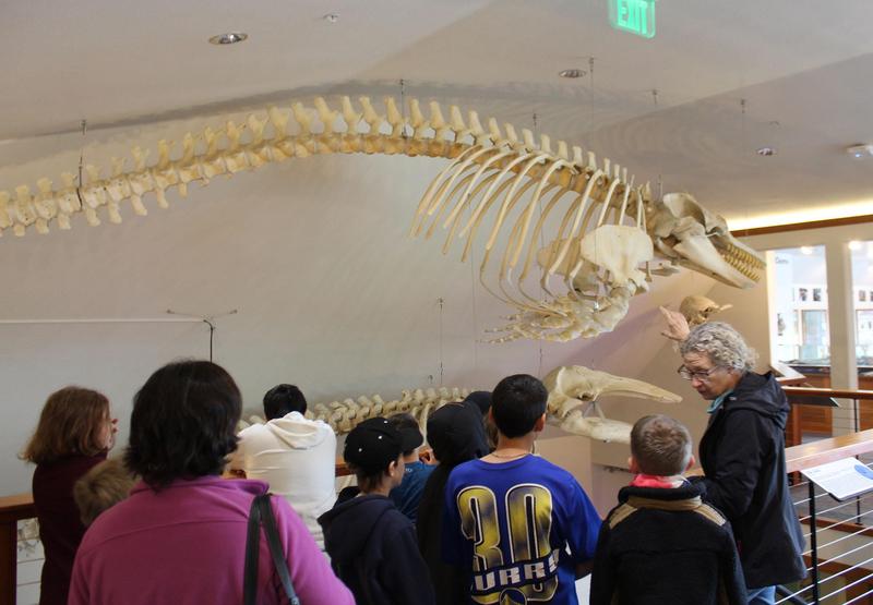 Learning about whales