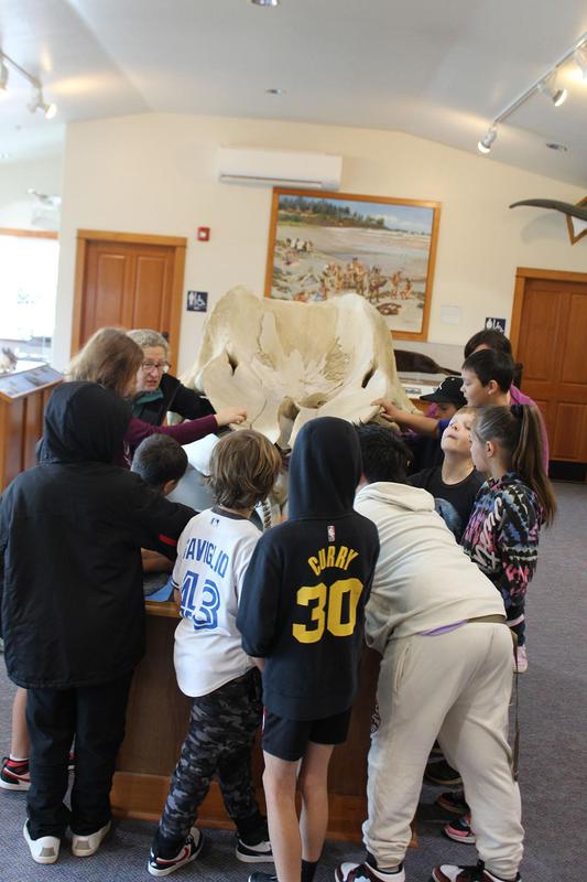 Looking at sperm whale