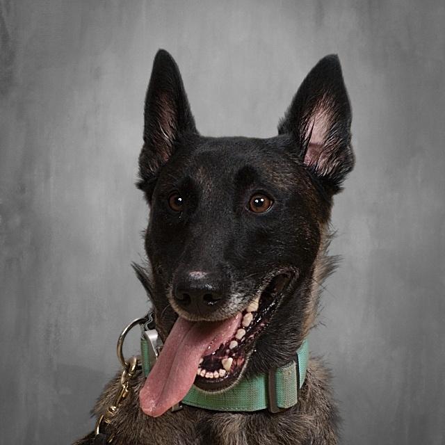 K9 OfficerJaz's Profile Photo