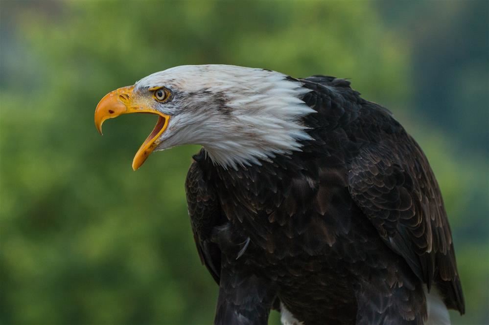 Picture of Eagle