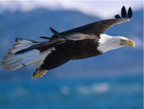 soaring eagle picture soaring eagle picture