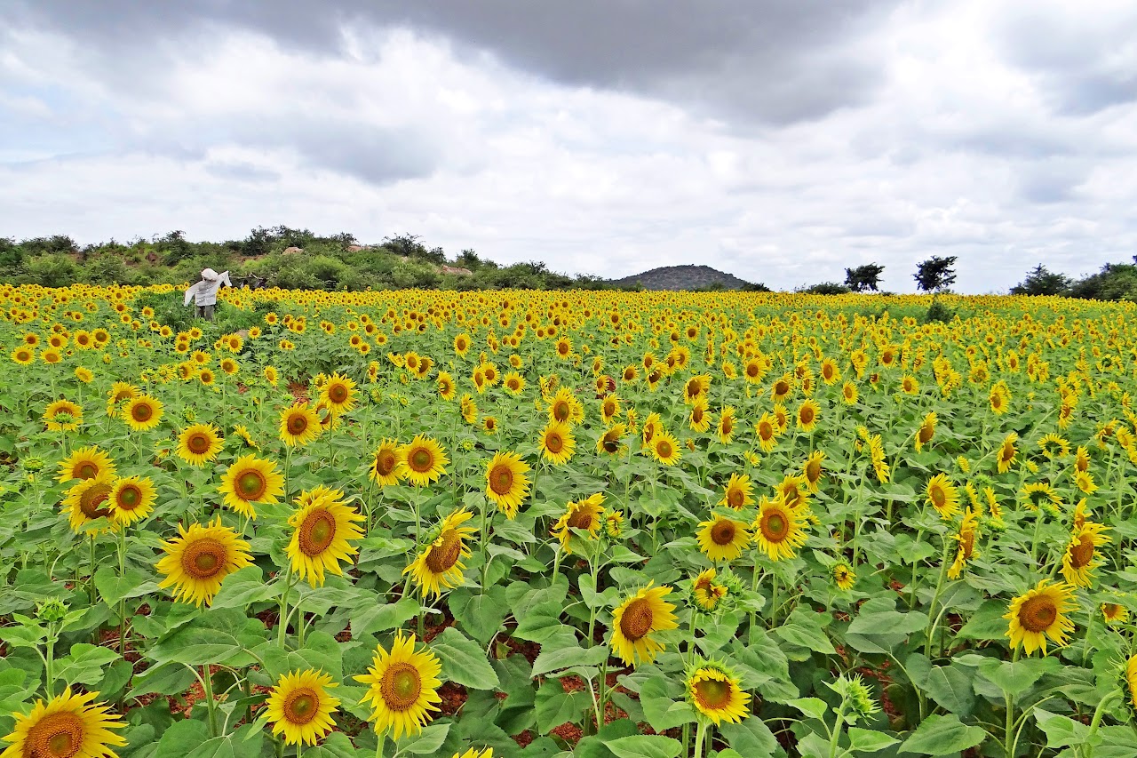 Sunflower Fields