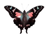 Decorative image of a butterfly