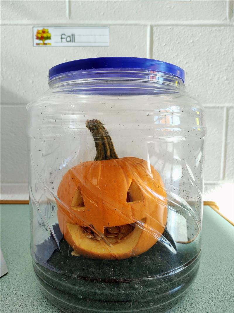 Students observed the decomposition of Pumpkin Jack. Stage 1