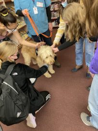 Students interact with RocDog therapy dogs