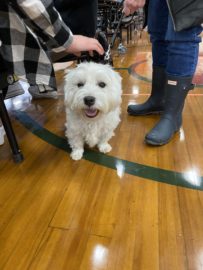 Students interact with RocDog therapy dogs