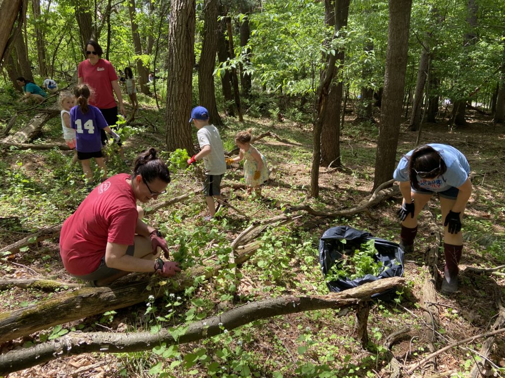 A group of people gathered in a wooded area are pulling plants up by the root.