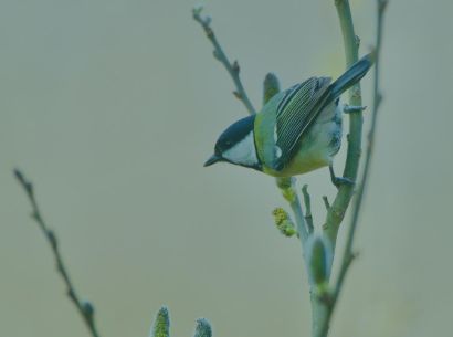  Blue bird sitting on a branch