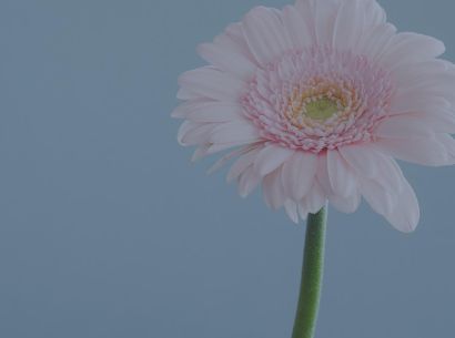  pink gerbera daisy