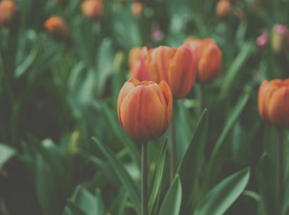  Tulips