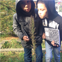 Archer Sees Seeds Turn to Milkweeds2