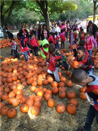 Flushing for Pumpkins 5