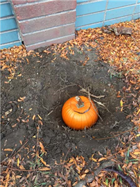 Pumpkin Predictions-2