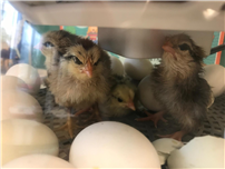 Chicks