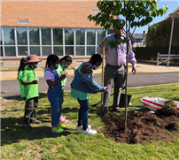 Students Planting Tree