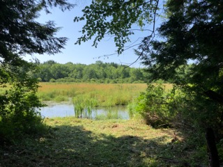 This is the image for the news article titled Eagle Scout Project Restores Views Along Trail