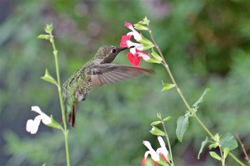 Hummingbird 