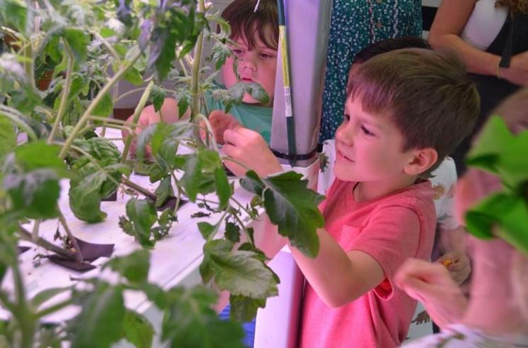 Kindergarten students at Satilla Marsh Elementary have grown a variety of plants this school year in a new hydroponics lab.