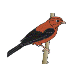 Tuffy the Tanager 