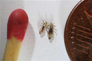 Head lice compared in size to match head, penny 