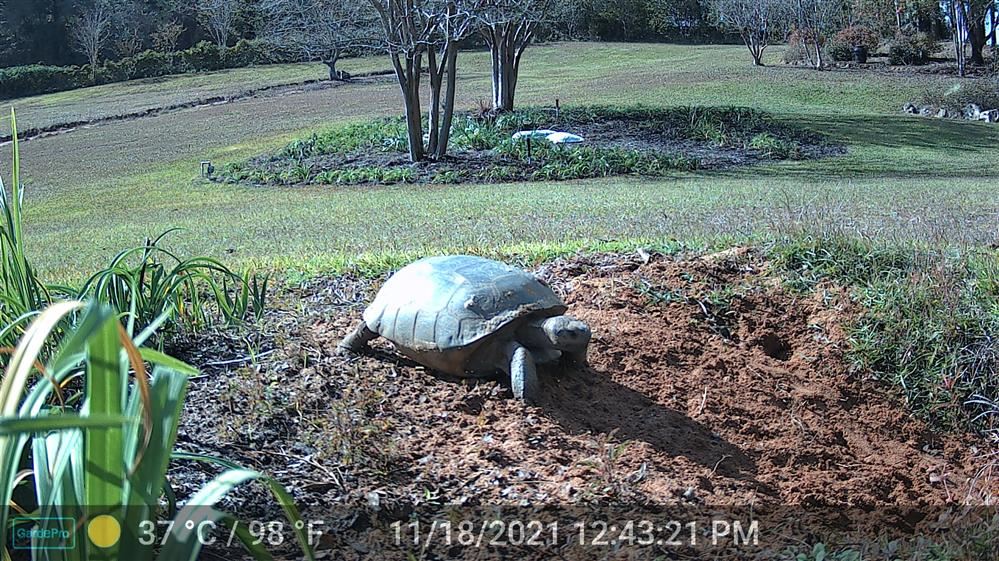 Gopher Tortoise