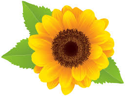 sunflowere