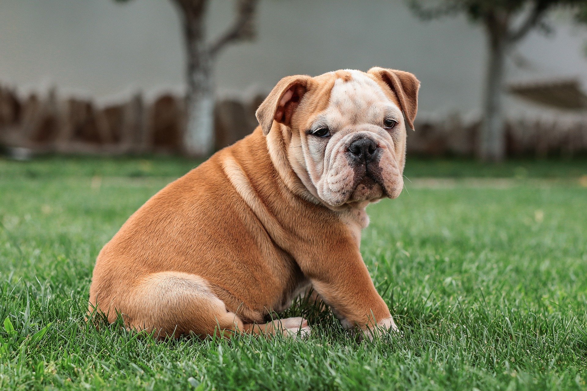 english-bulldog-g42720cfda_1920