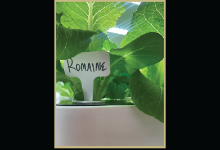 Keystone Oaks launches hydroponic program with grant funding