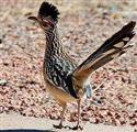 Road Runner 