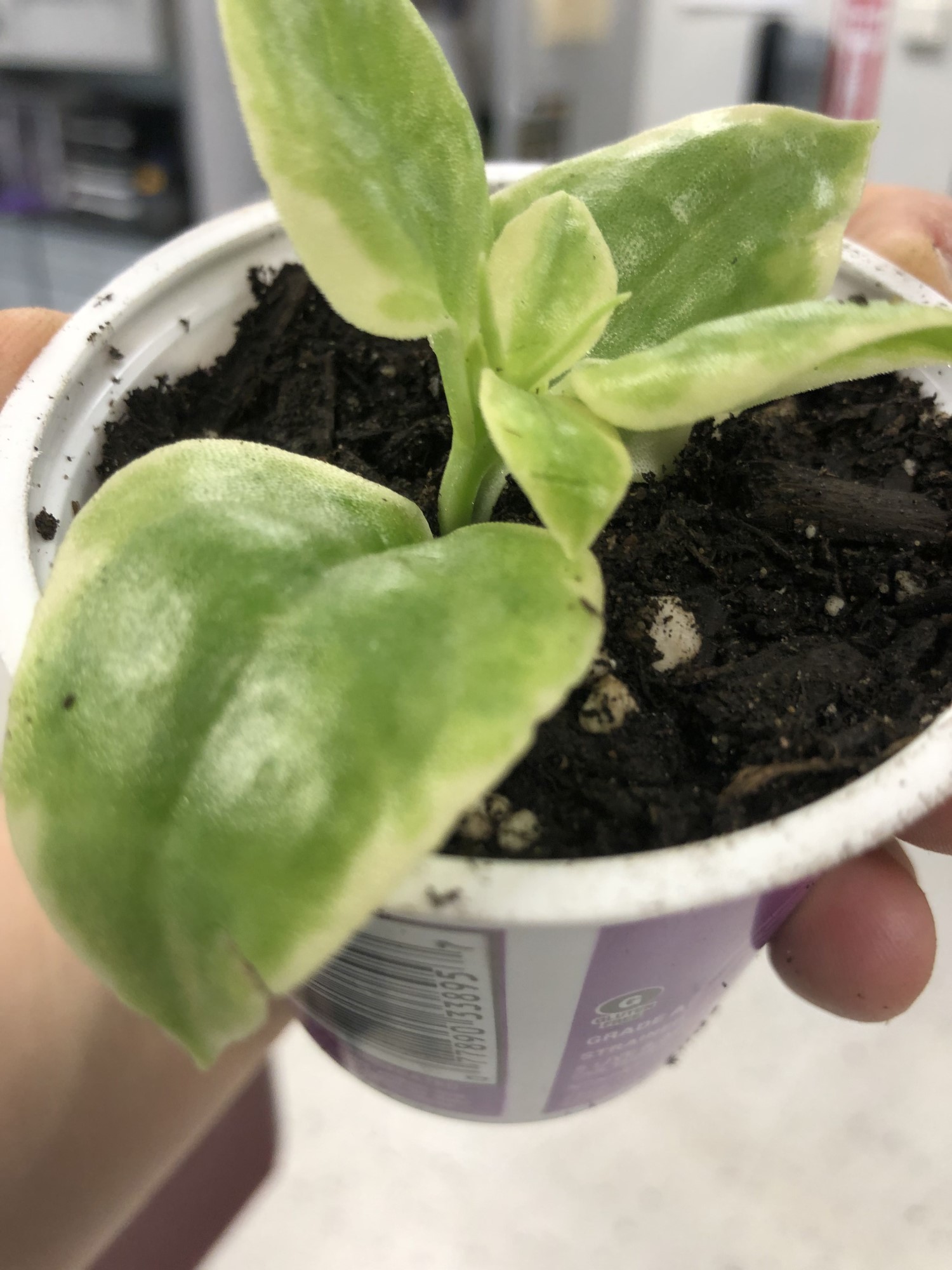 plan in a yogurt cup