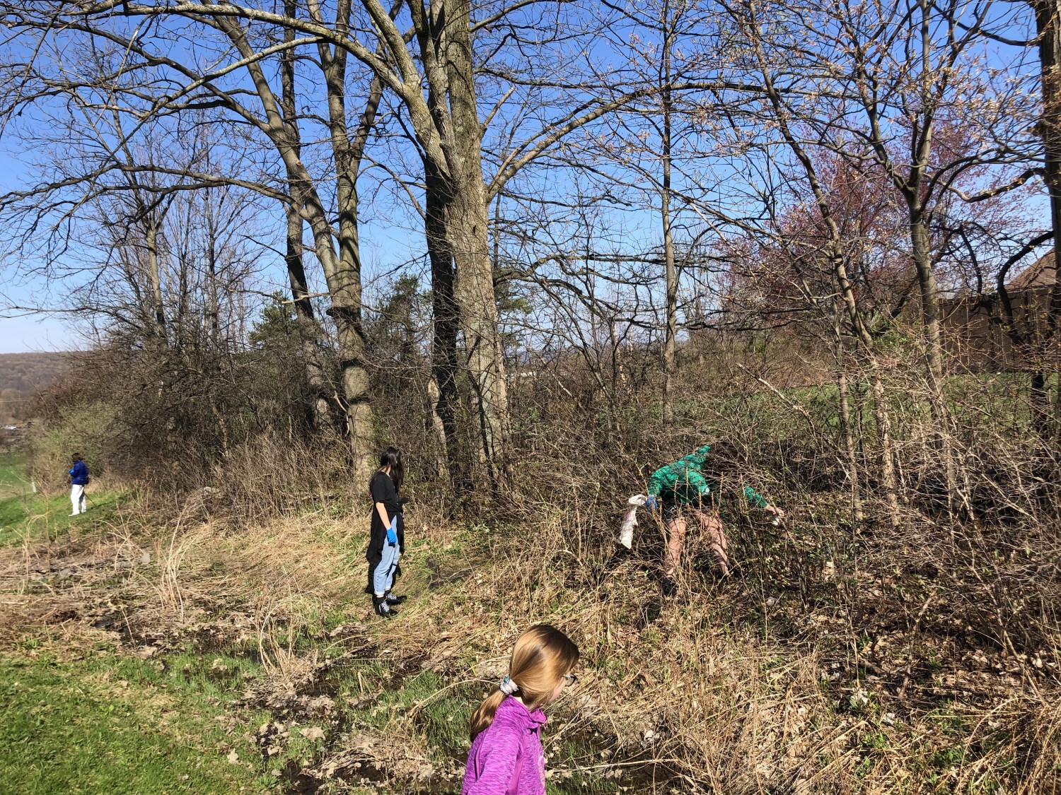 students comb the tree line looking for trash