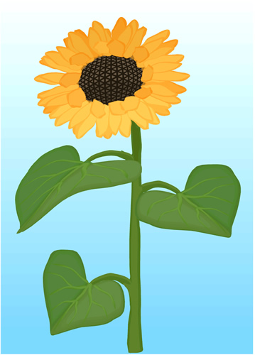 sunflower image