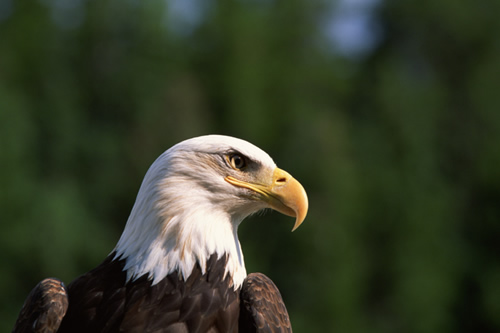 eagle image eagle image