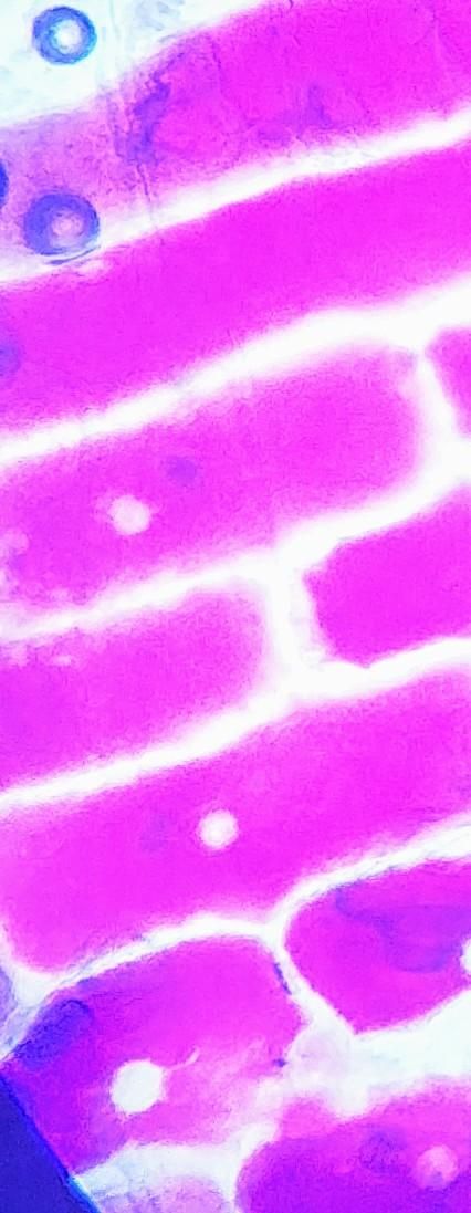 Red Onion Cells image Red Onion Cells image