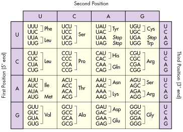 Codon Chart Codon Chart