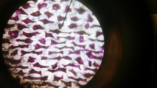 Red Onion Cell Saltwater image Red Onion Cell Saltwater image