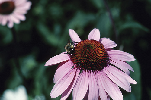 coneflower image