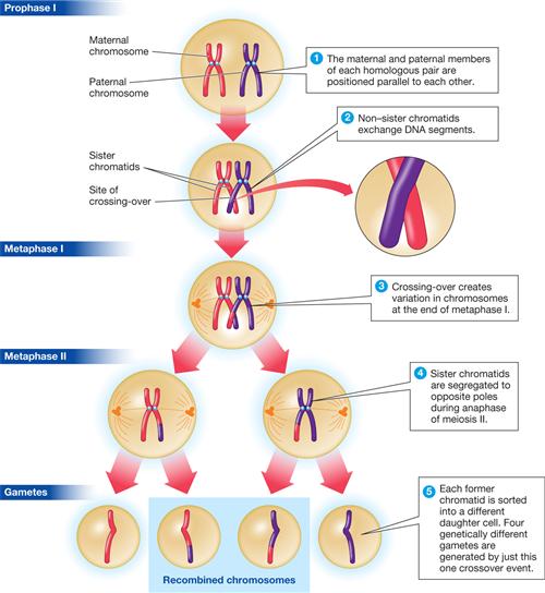 Meiosis Meiosis