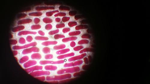 Red Onion Cell Distilled Water image Red Onion Cell Distilled Water image