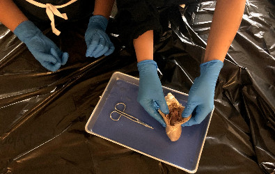 Estudiantes diseccionando corazones de ovejas en ciencias