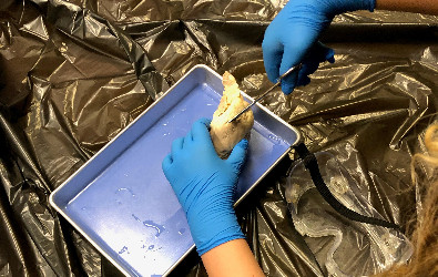 Estudiantes diseccionando corazones de ovejas en ciencias