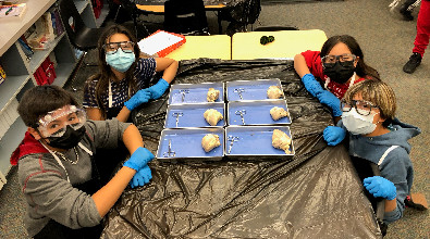 Estudiantes diseccionando corazones de ovejas en ciencias