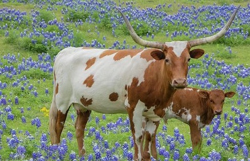 Longhorn cow and calf