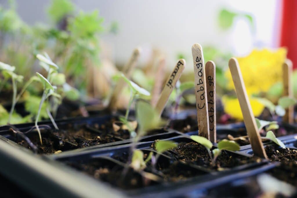 Plant Sale