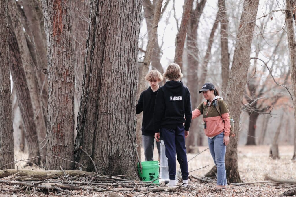 Longfellow sap harvest