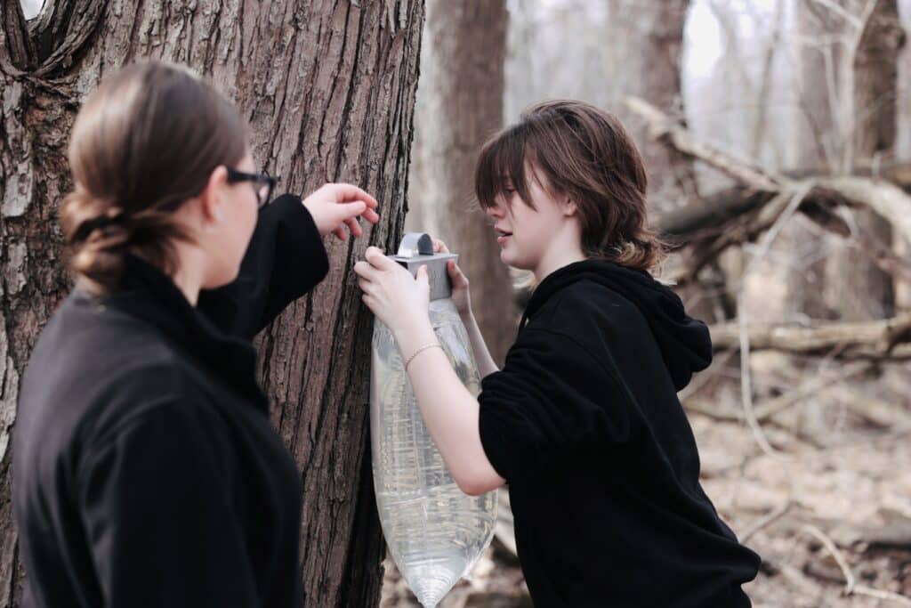 Longfellow sap harvest